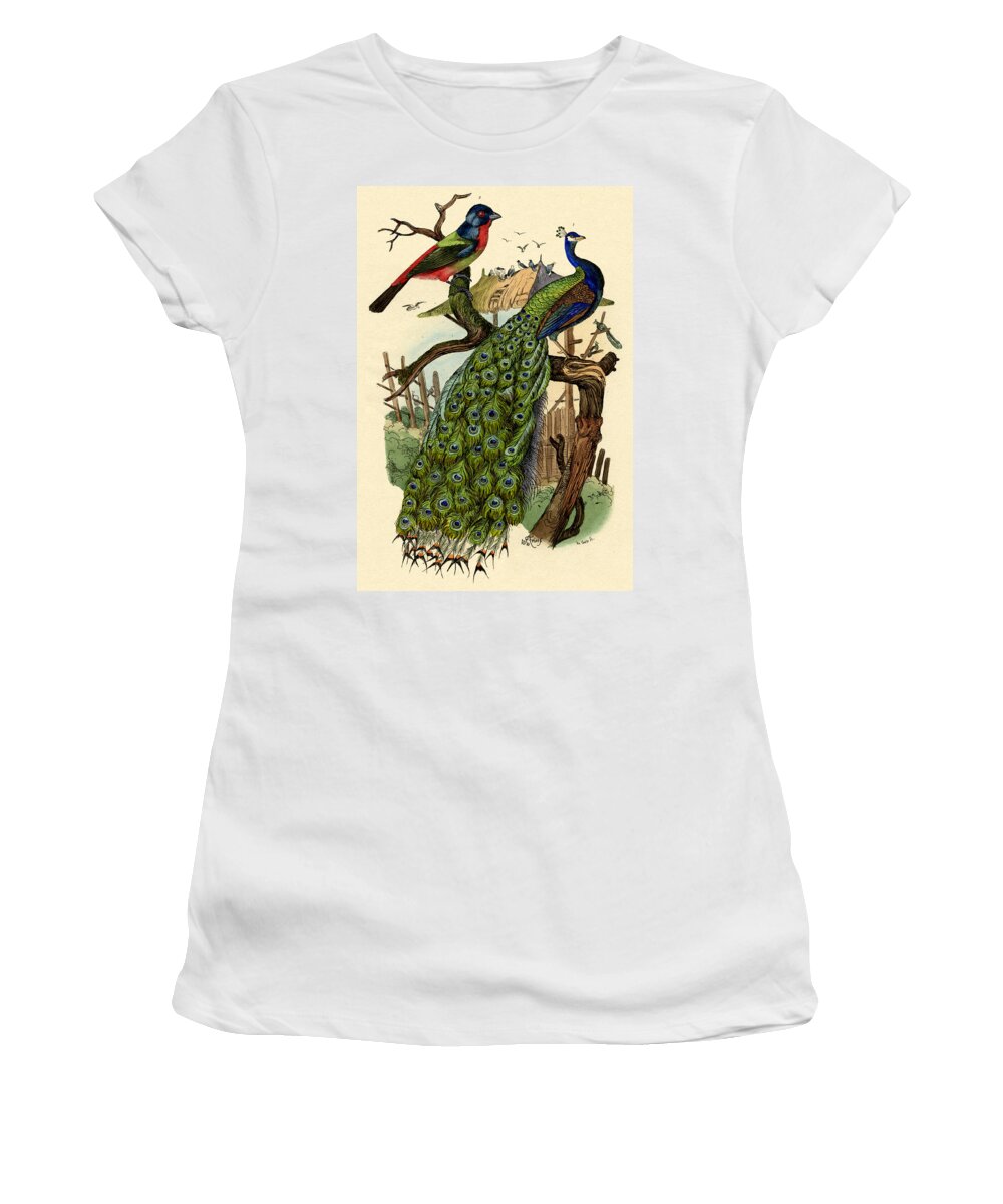 Peacock Women's T-Shirt featuring the drawing Peacock by French School