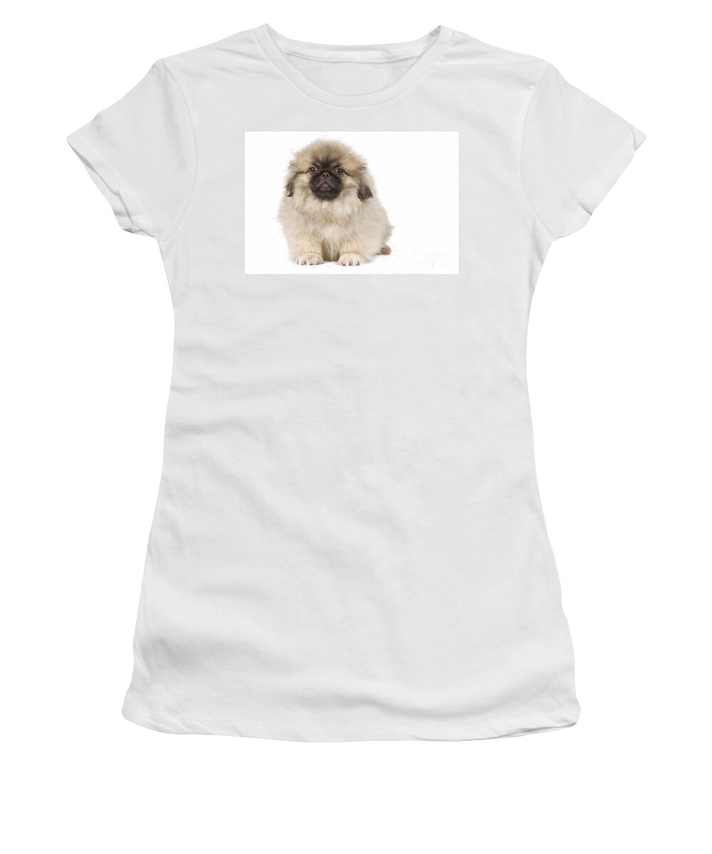 Dog Women's T-Shirt featuring the photograph Pekingese Puppy Dog by Jean-Michel Labat