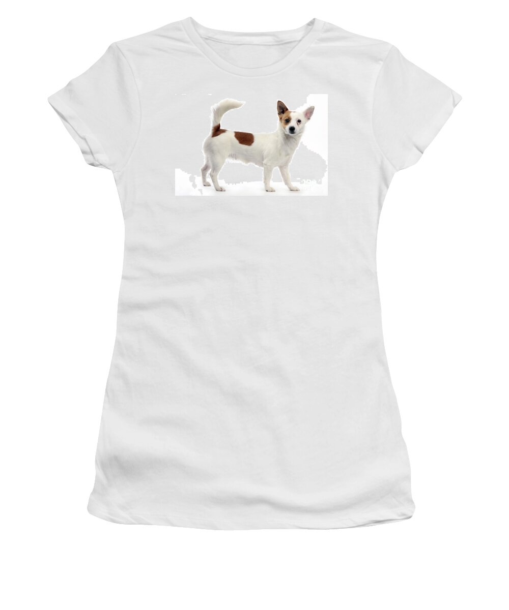 Podengo Women's T-Shirt featuring the photograph Podengo Portuguese Dog by Jean-Michel Labat