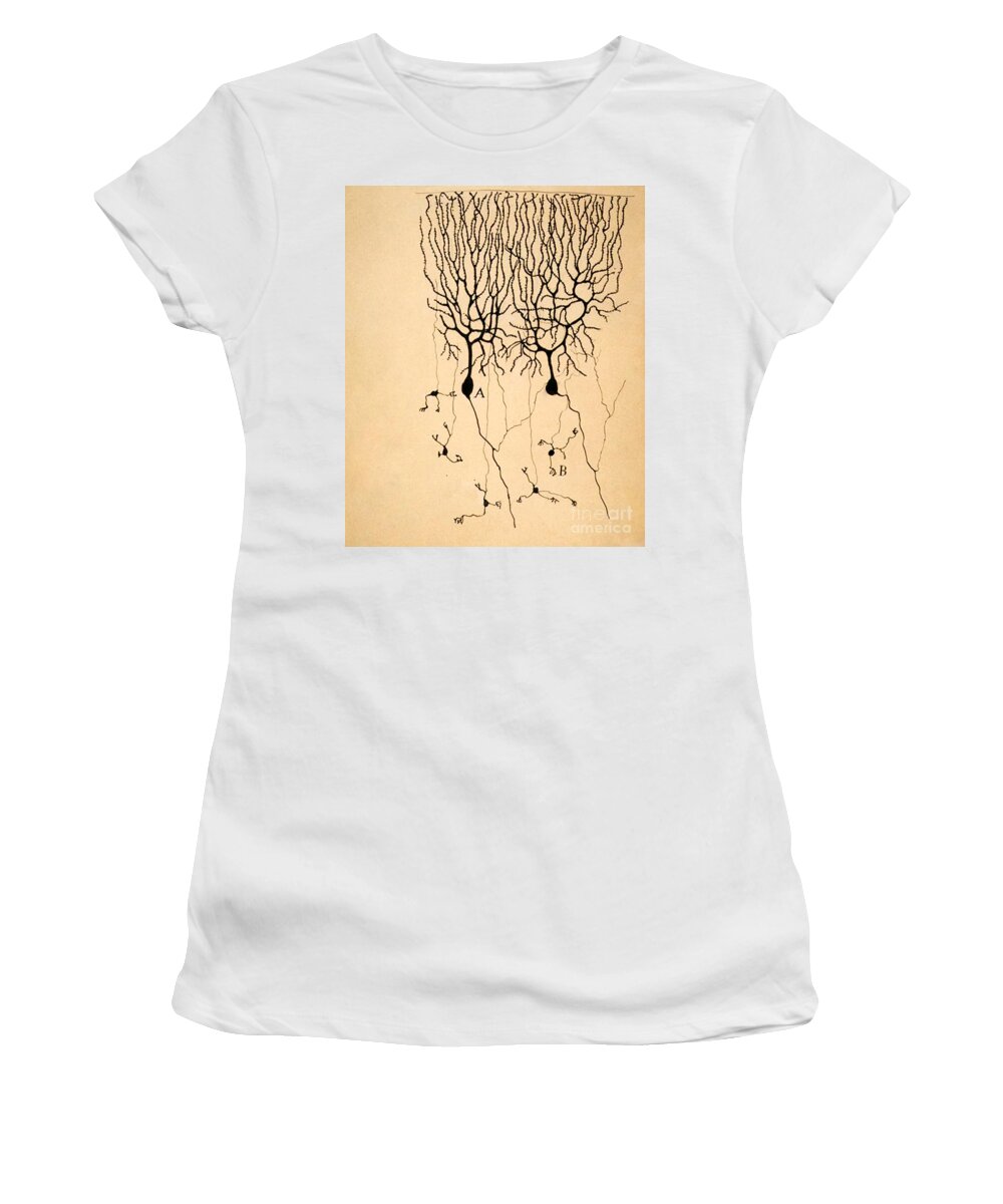 Purkinje Cells Women's T-Shirt featuring the photograph Purkinje Cells by Cajal 1899 by Science Source