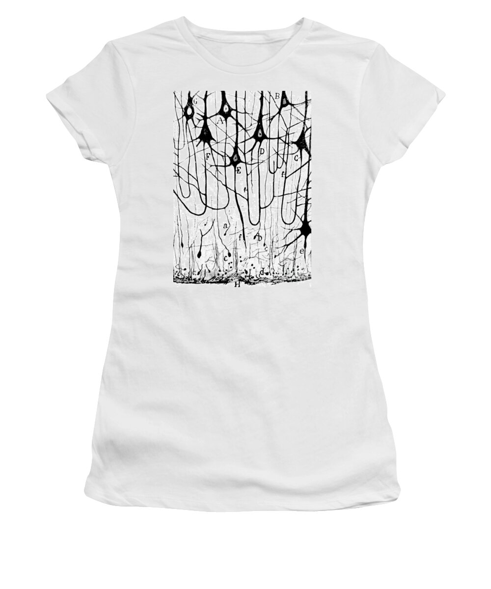 Ramon Y Cajal Women's T-Shirt featuring the photograph Pyramidal Cells Illustrated By Cajal by Science Source