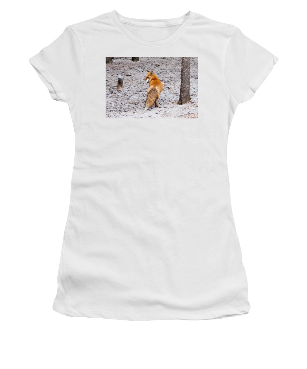 Animal Women's T-Shirt featuring the photograph Red Fox Egg Thief by John Wadleigh
