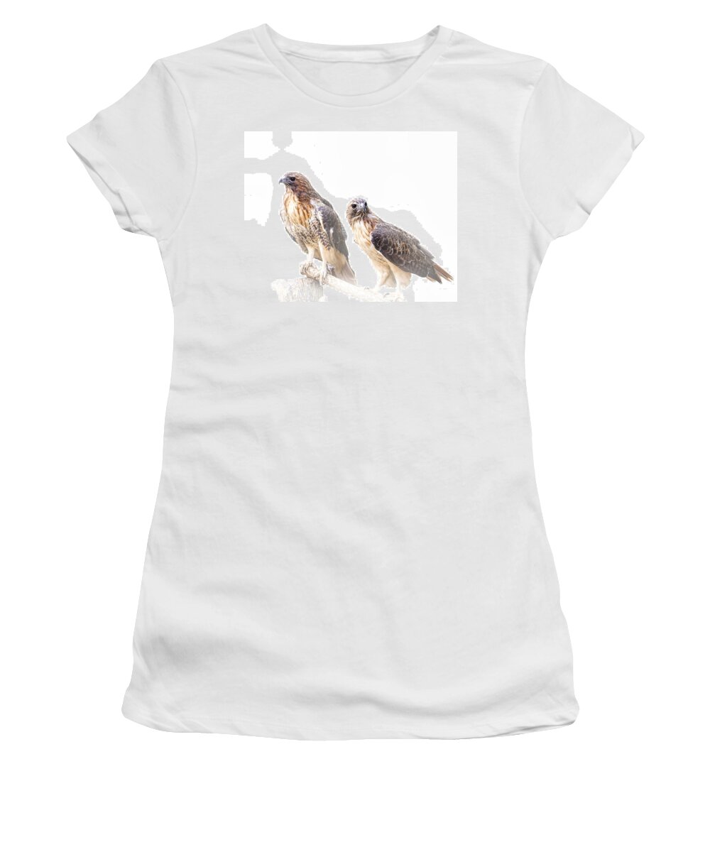 Art Women's T-Shirt featuring the photograph Red Tail Hawk Pair on White Background by Randall Nyhof