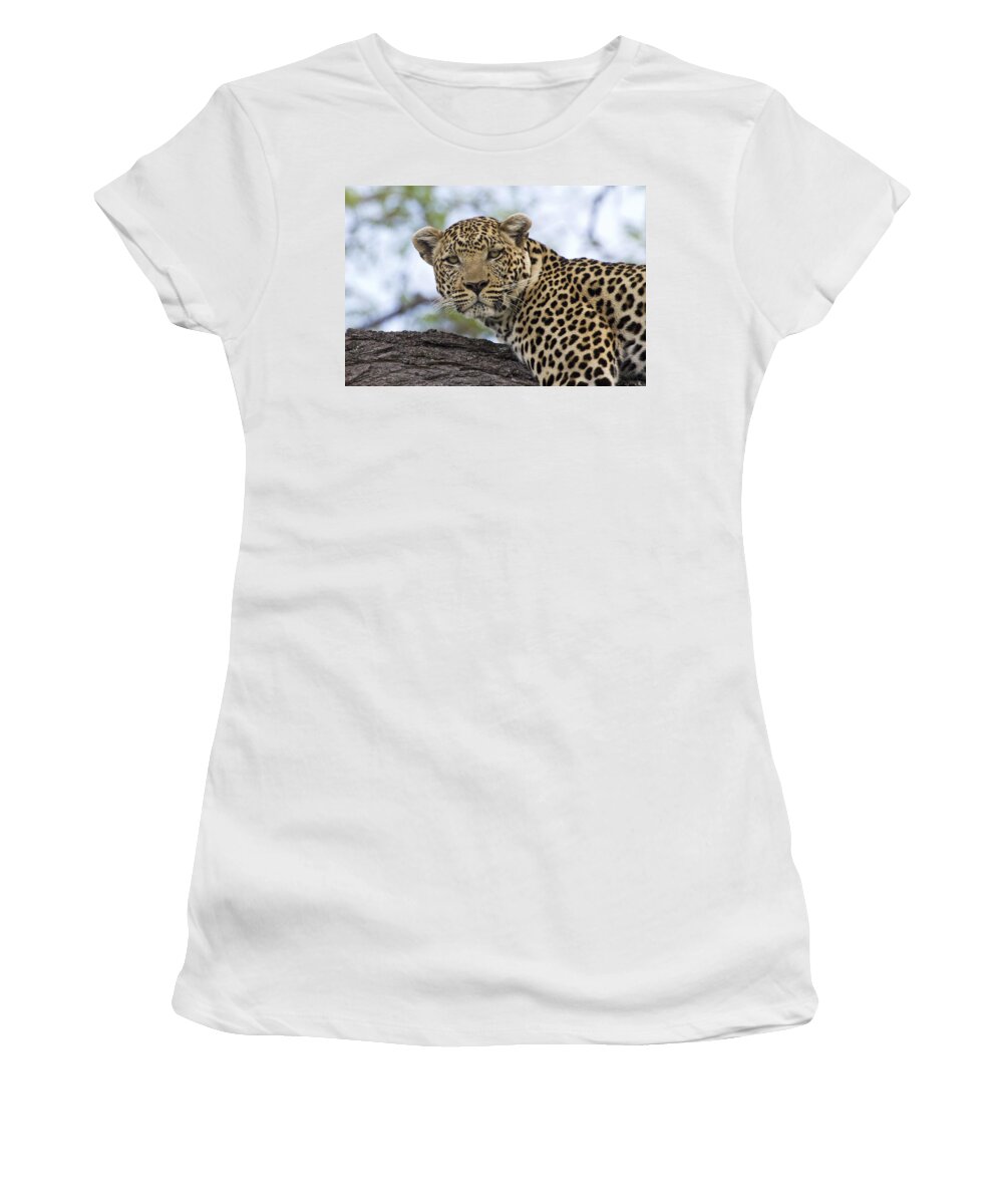 Flpa Women's T-Shirt featuring the photograph Resting Leopard Okavango Delta Botswana by Dickie Duckett