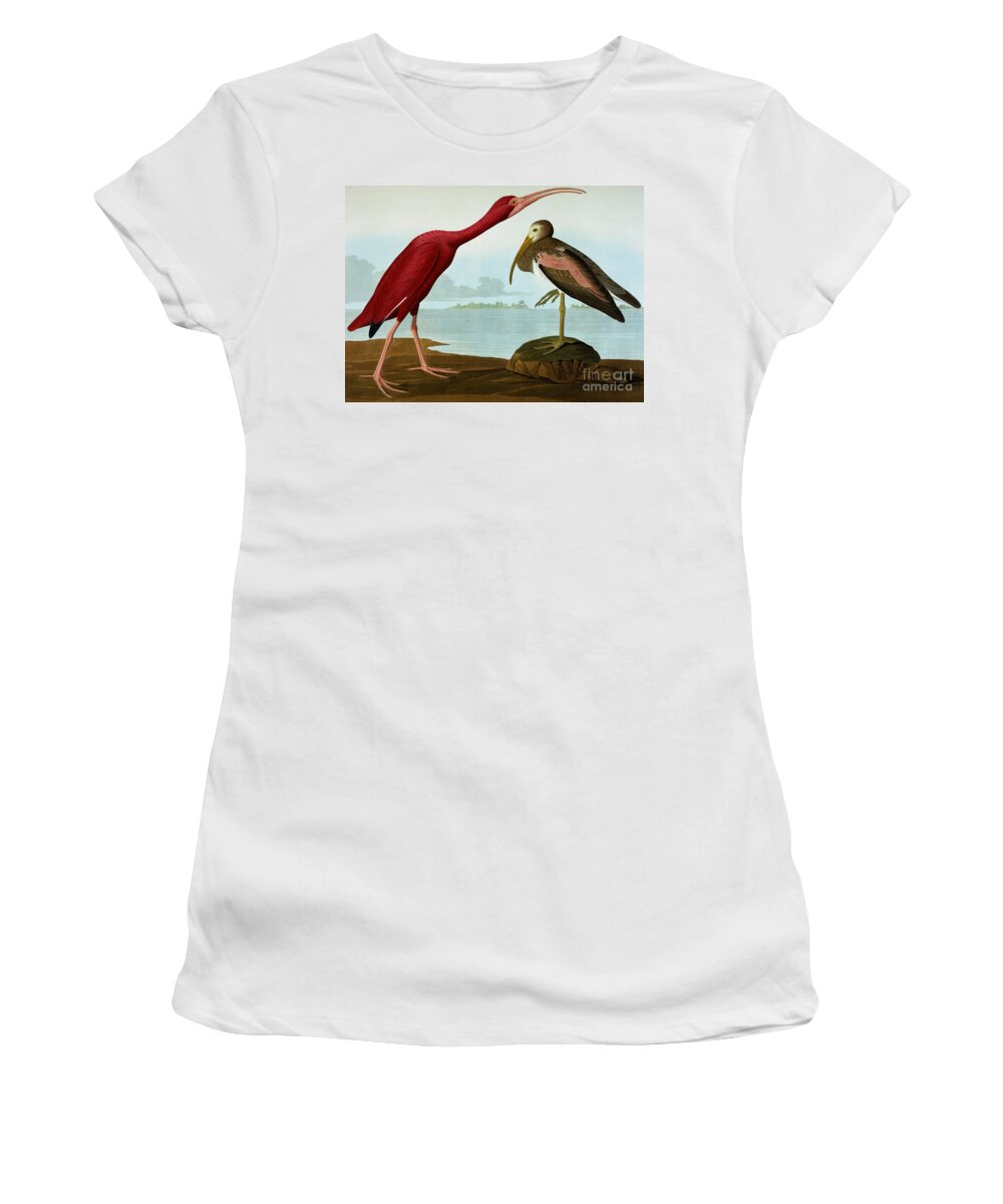 Scarlet Ibis Women's T-Shirt featuring the painting Scarlet Ibis by Audubon by John James Audubon