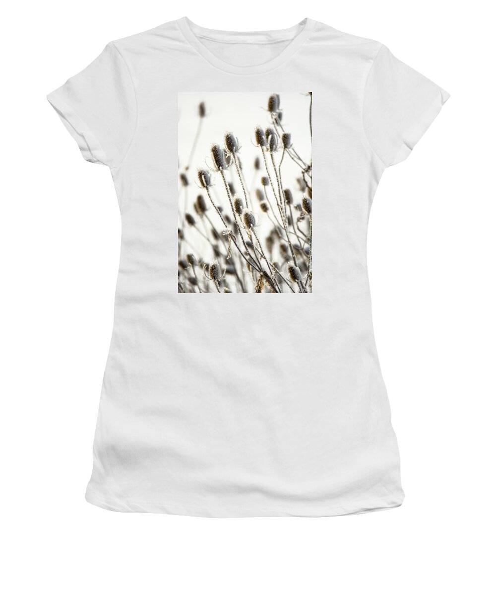 Thistle Women's T-Shirt featuring the photograph Snow Painted Thistle by Tracy Winter