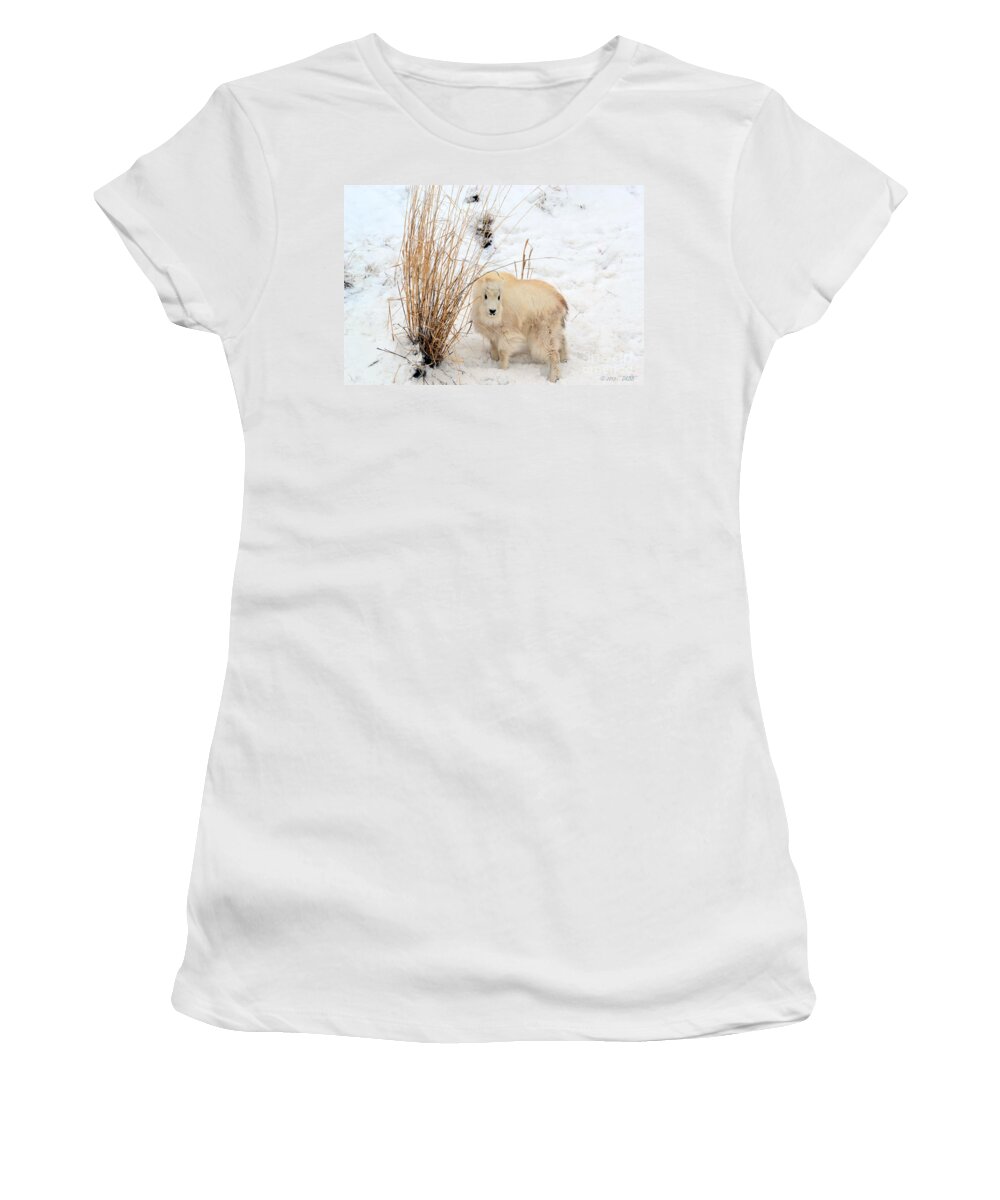 Mountain Goats Women's T-Shirt featuring the photograph Sweet Little One by Dorrene BrownButterfield
