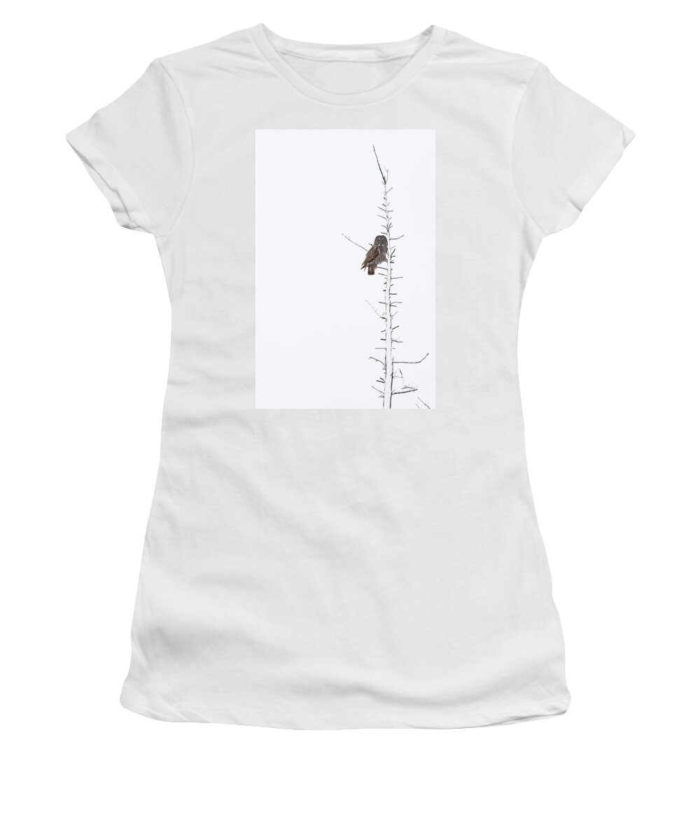 Bird Women's T-Shirt featuring the photograph The Grey Hunter on White by Mircea Costina Photography