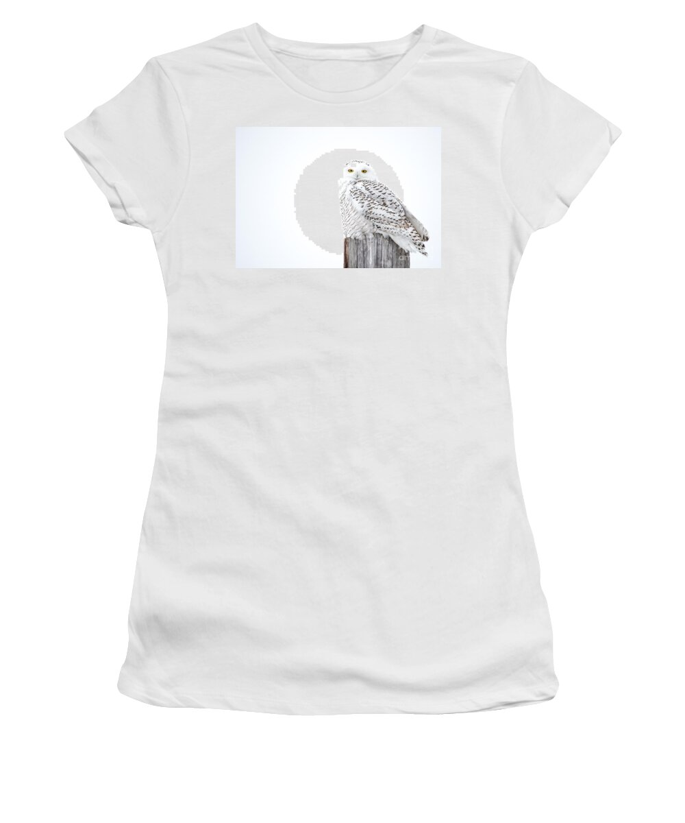 Field Women's T-Shirt featuring the photograph White Snowy Owl by Cheryl Baxter