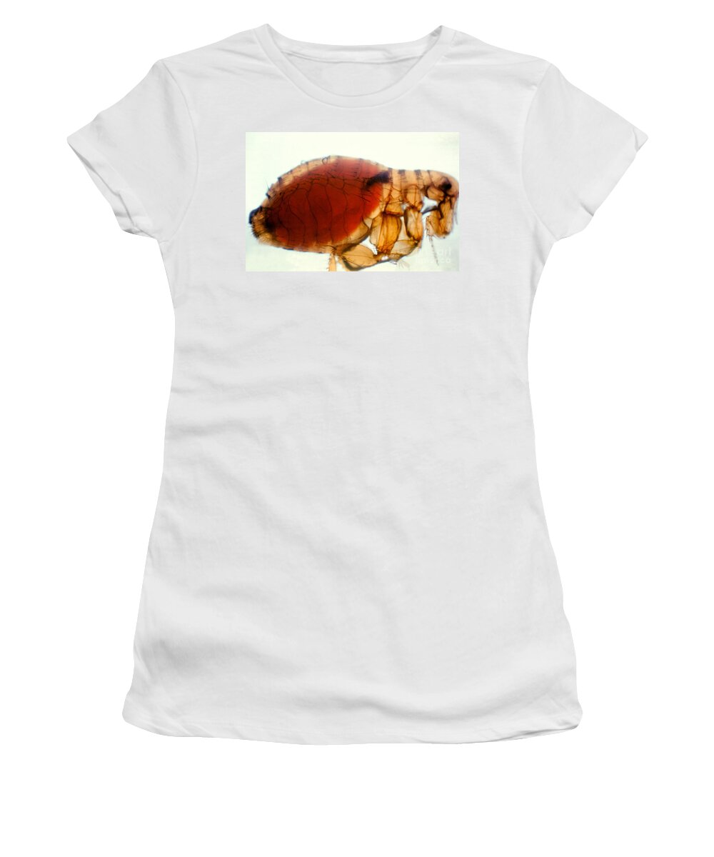 Flea Women's T-Shirt featuring the photograph Flea Infected With Plague #1 by Science Source
