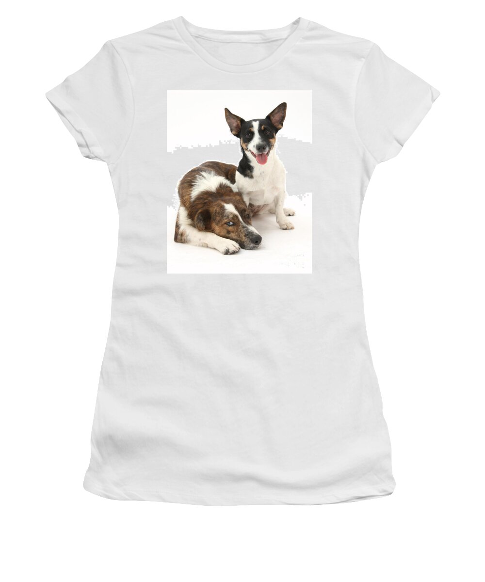 Animal Women's T-Shirt featuring the photograph Dogs #8 by Mark Taylor