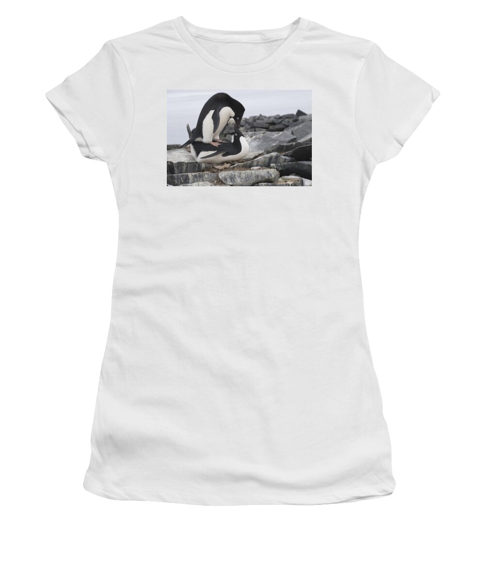 00429510 Women's T-Shirt featuring the photograph Adelie Penguins Mating Antarctica by Flip Nicklin