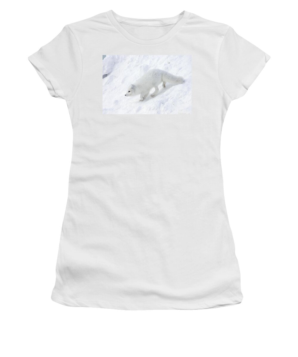 Mp Women's T-Shirt featuring the photograph Arctic Fox Alopex Lagopus On Snow Drift by Matthias Breiter