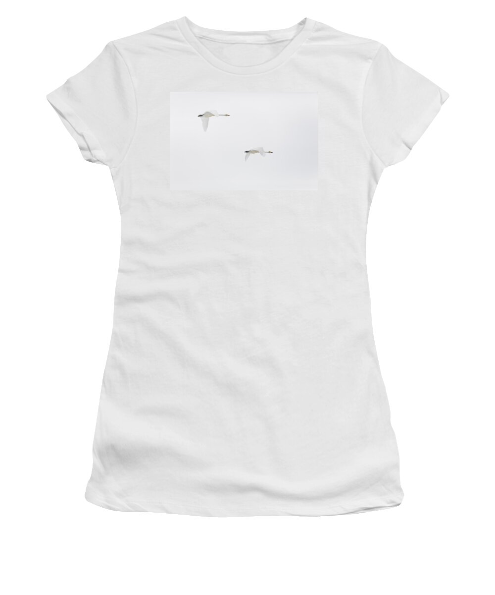 Whooper Swan Women's T-Shirt featuring the photograph Flying Whooper Swans by Ulrich Kunst And Bettina Scheidulin