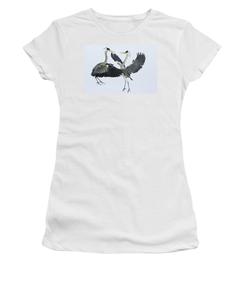 Mp Women's T-Shirt featuring the photograph Grey Heron Ardea Cinerea Pair Fighting by Konrad Wothe