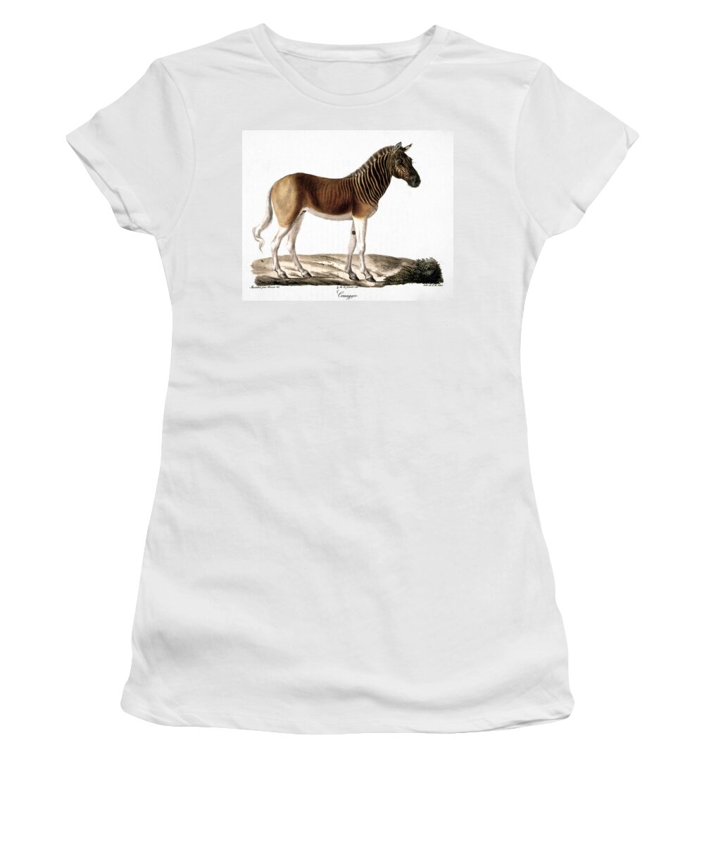 1824 Women's T-Shirt featuring the photograph QUAGGA (Equus quagga) by Granger