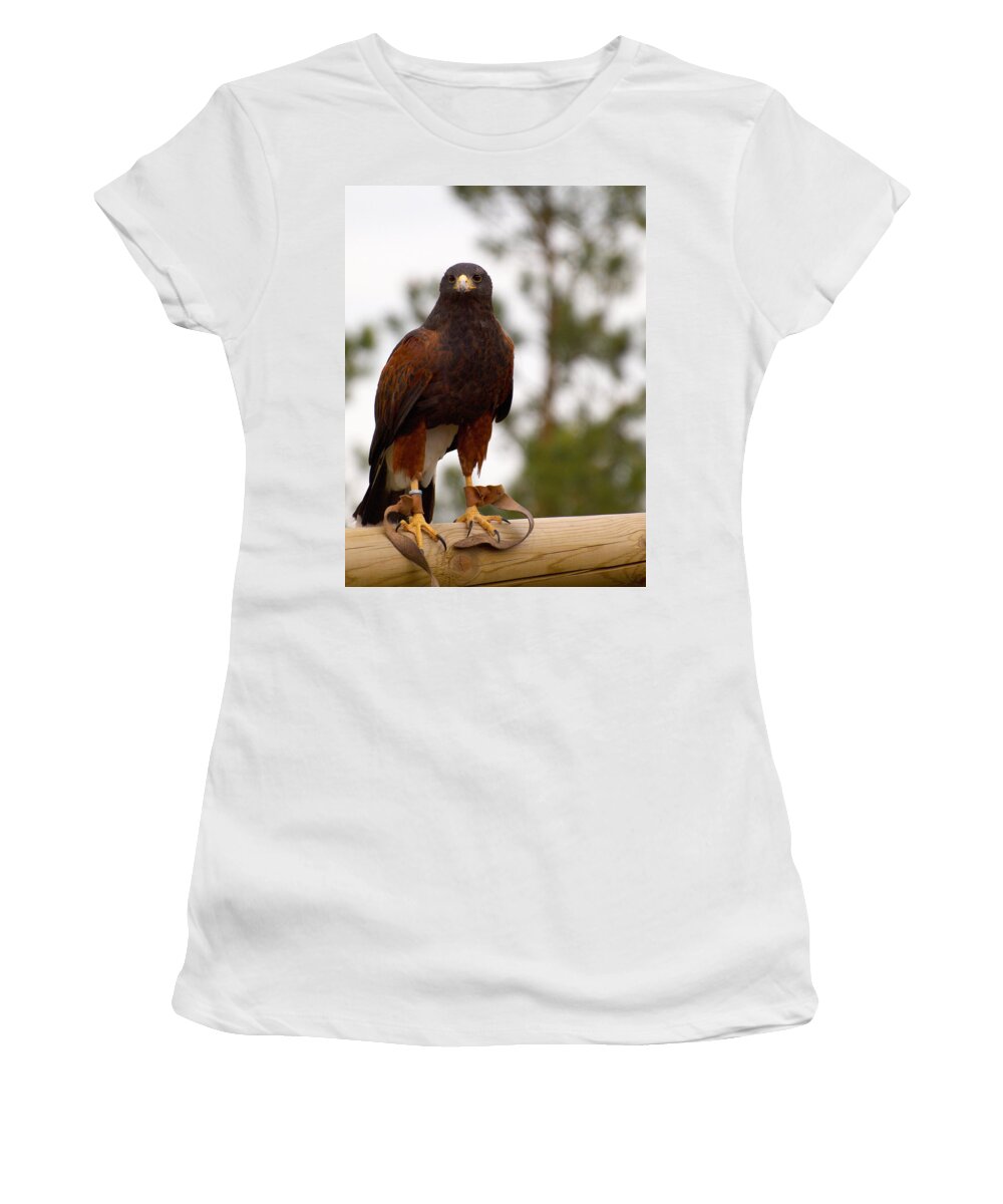 Lehtokukka Women's T-Shirt featuring the photograph Harris's Hawk by Jouko Lehto