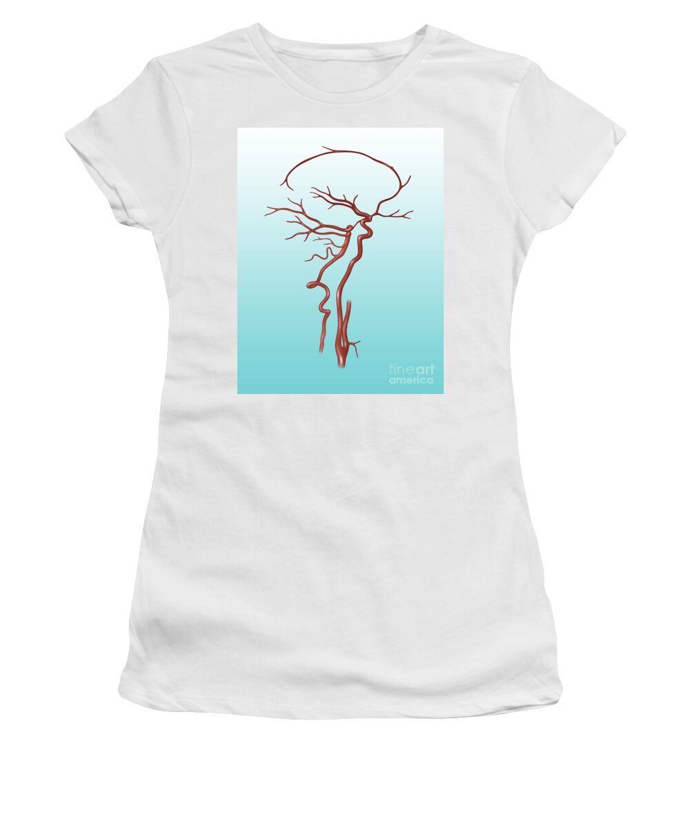 Illustration Women's T-Shirt featuring the photograph Arteries Found In The Head, Illustration #1 by Gwen Shockey