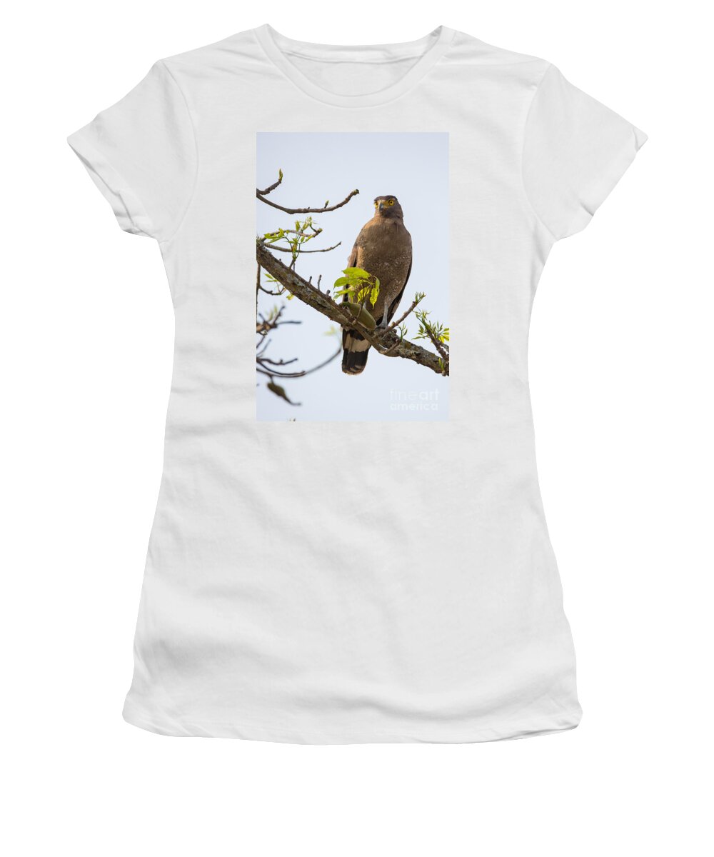 Crested Serpent Eagle Women's T-Shirt featuring the photograph Crested Serpent Eagle, India #1 by B. G. Thomson
