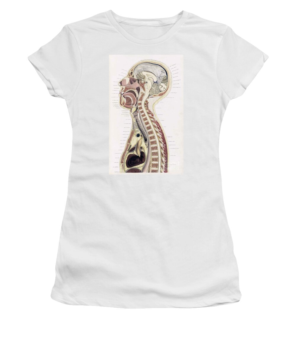 Science Women's T-Shirt featuring the photograph Topographisch-anatomischer, Braune, 1872 #10 by Science Source
