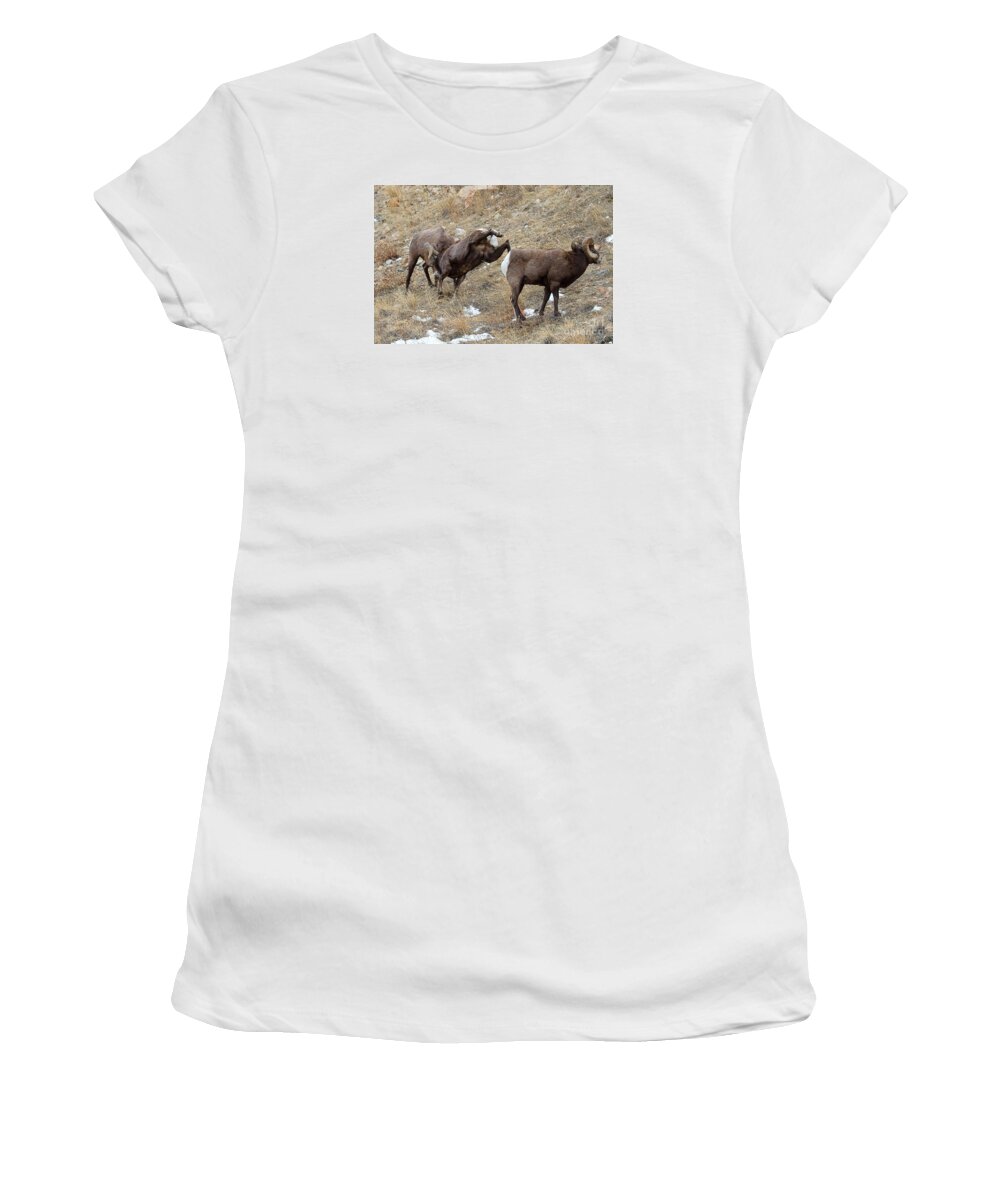Bighorn Sheep Women's T-Shirt featuring the photograph All In by Jim Garrison