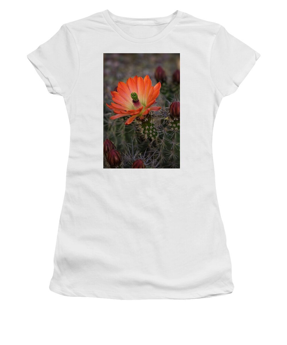 Arizona Women's T-Shirt featuring the photograph An Orange Beauty of a Hedgehog by Saija Lehtonen