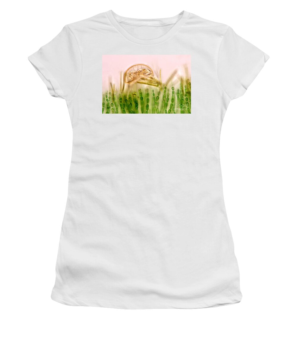 Arcella Women's T-Shirt featuring the photograph Arcella, Bright Field Micrograph by Marek Mis