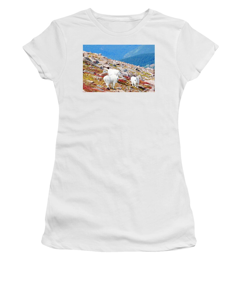 Goat Women's T-Shirt featuring the photograph Autumn Goats on Mount Bierstadt by Steven Krull