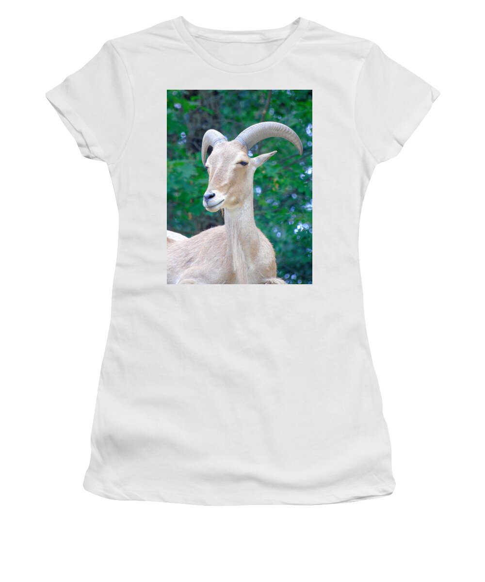 Barbary Sheep Women's T-Shirt featuring the photograph Because I'm Pretty by Susan Lafleur