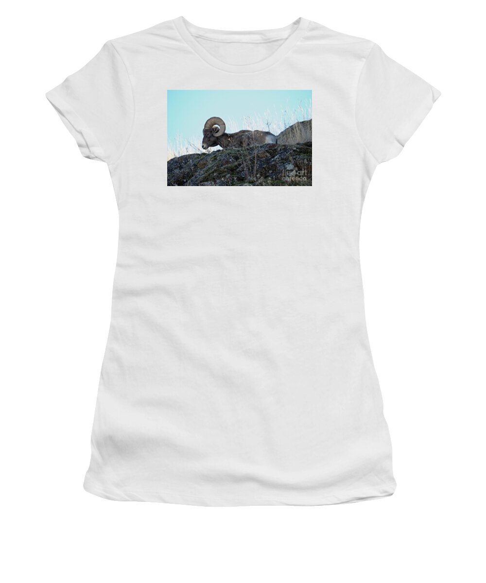 Bighorn Women's T-Shirt featuring the photograph Bighorn Sheep by Cindy Murphy - NightVisions