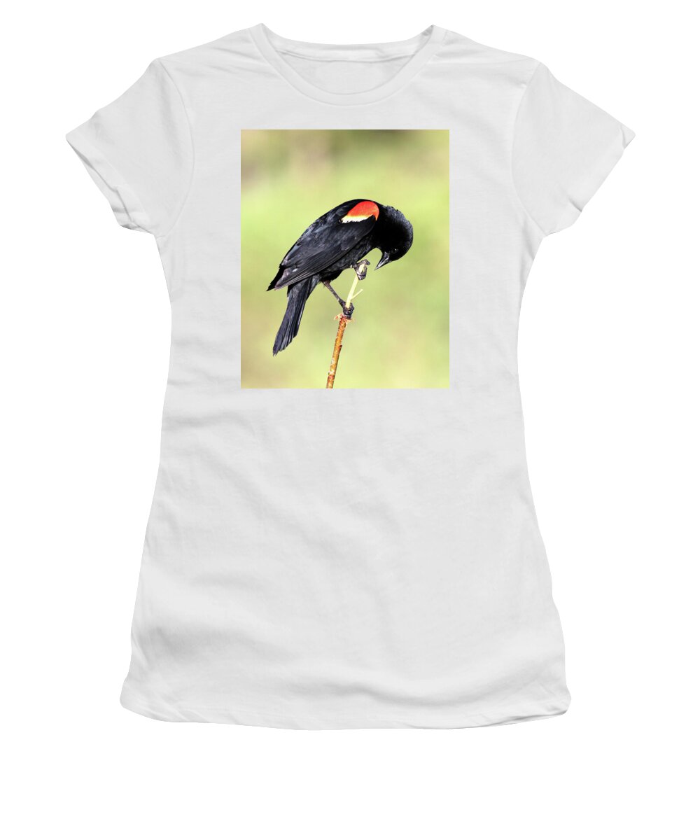 Red-winged Blackbird Women's T-Shirt featuring the photograph Bowing by Shane Bechler