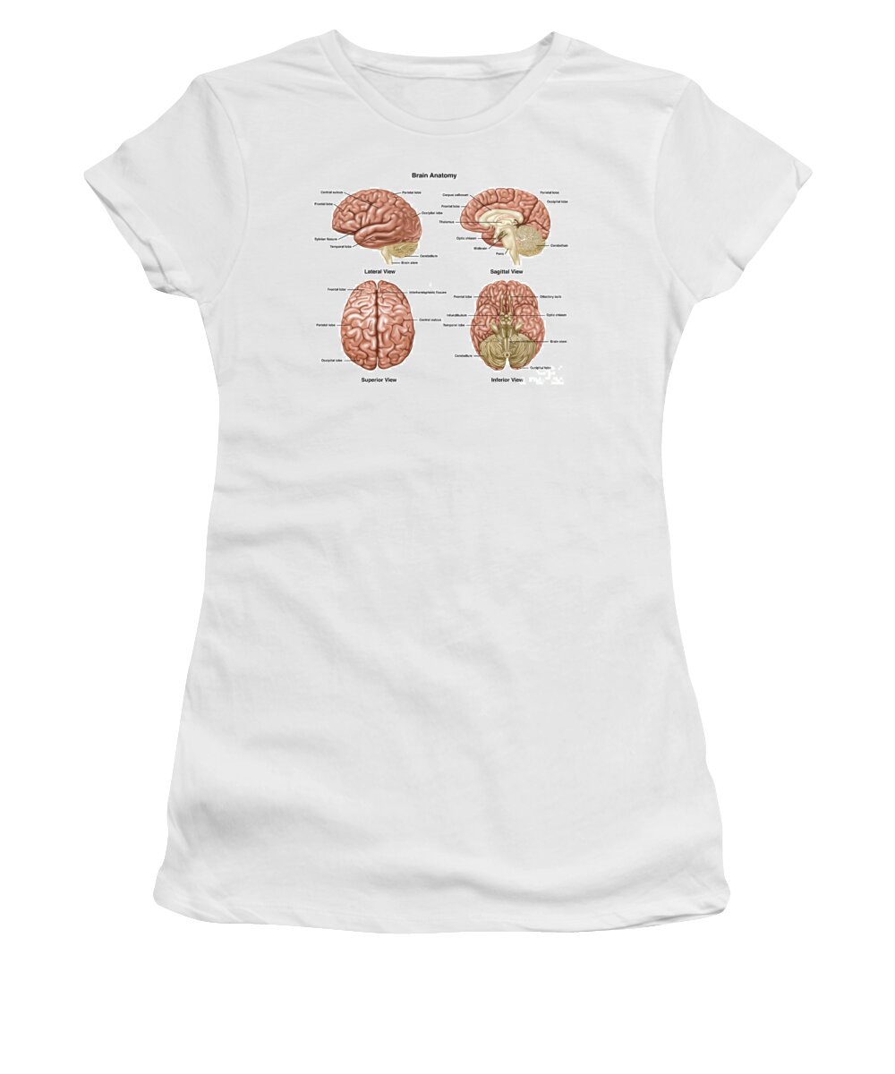 Frontal Lobe Women's T-Shirt featuring the photograph Brain Anatomy, Illustration by Gwen Shockey