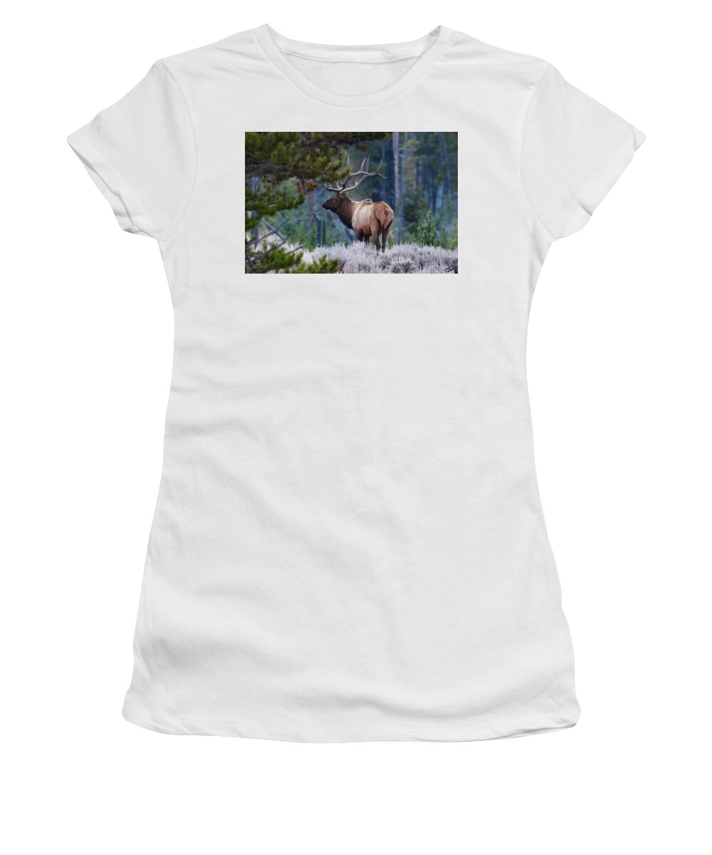 Mark Miller Photos Women's T-Shirt featuring the photograph Bull Elk in Forest by Mark Miller