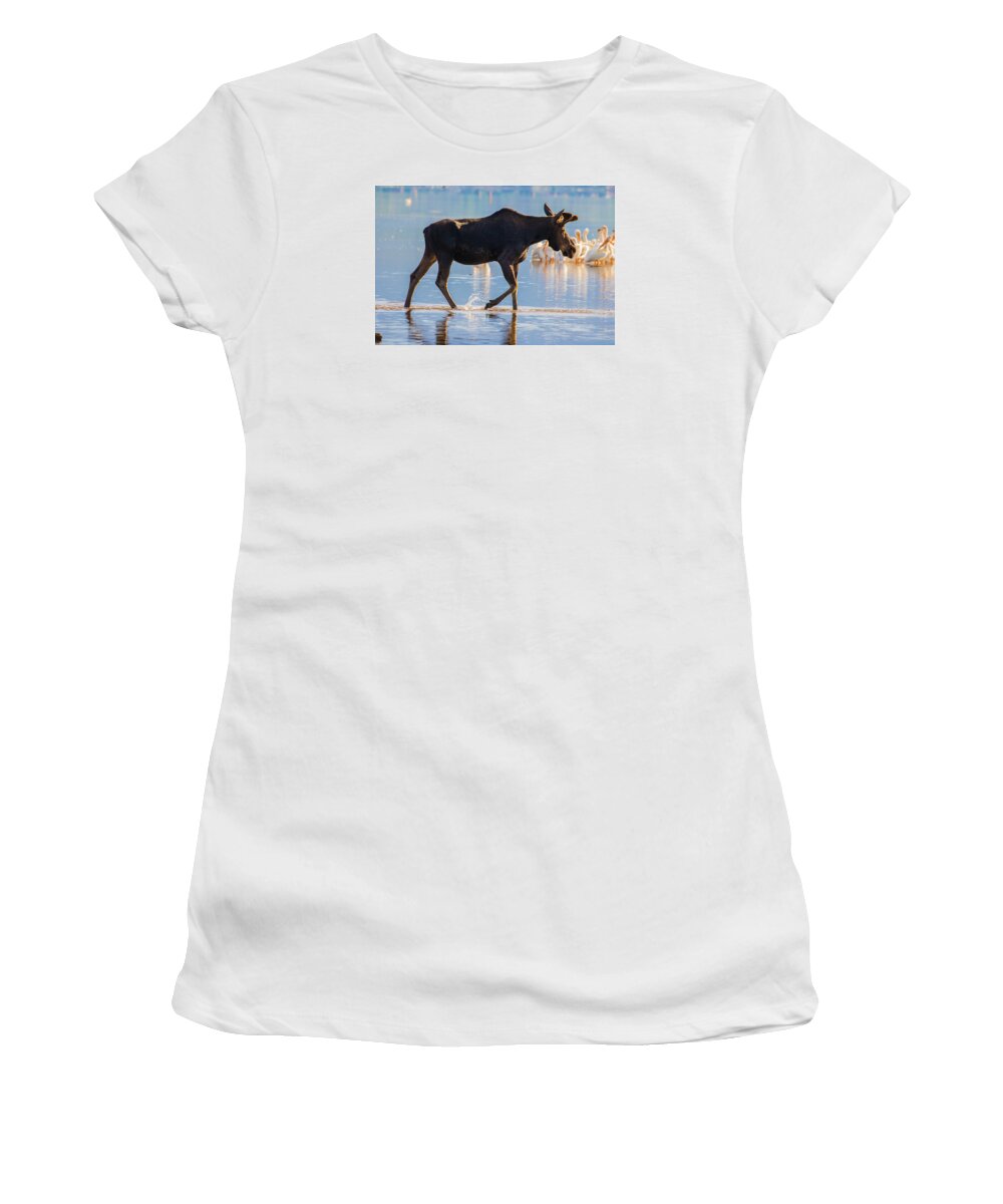 Bull Women's T-Shirt featuring the photograph Bull Moose and Pelicans on Shadow Mountain Reservoir by Mindy Musick King