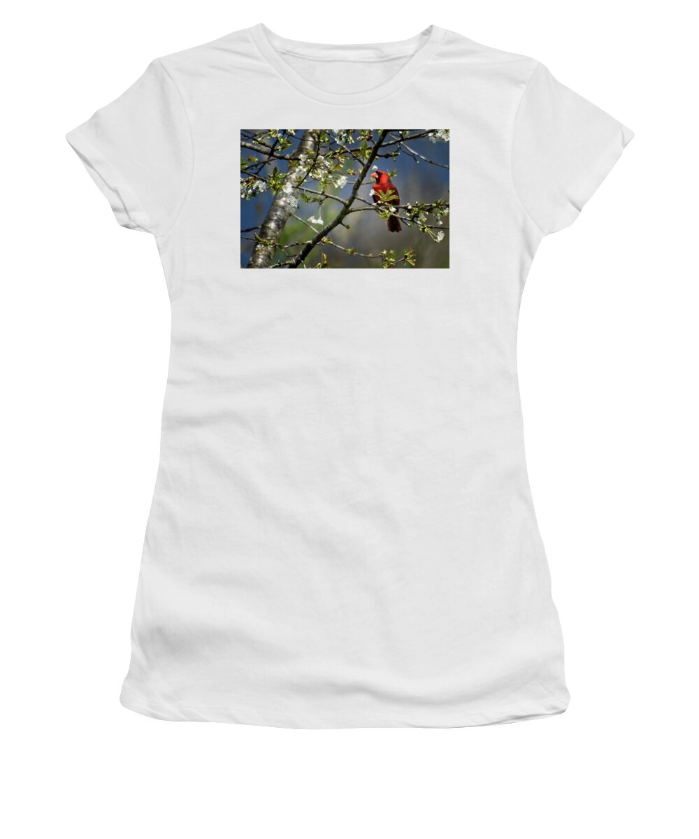 Wildlife Women's T-Shirt featuring the photograph Cardinal Among the Blossoms by John Benedict