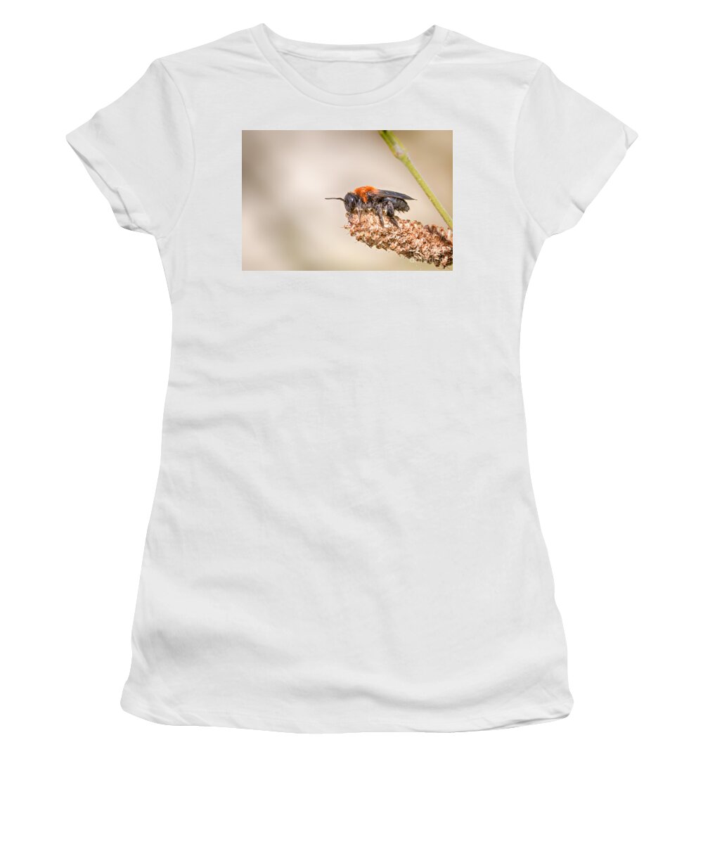 Andrena Thoracica Women's T-Shirt featuring the photograph Cliff mining bee by Jivko Nakev