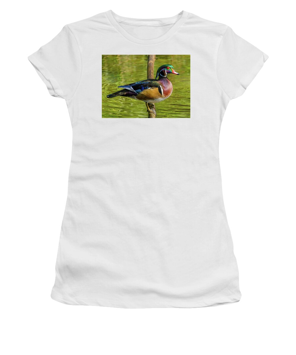 Woodduck Women's T-Shirt featuring the photograph Colorful Wood Duck by Jerry Cahill