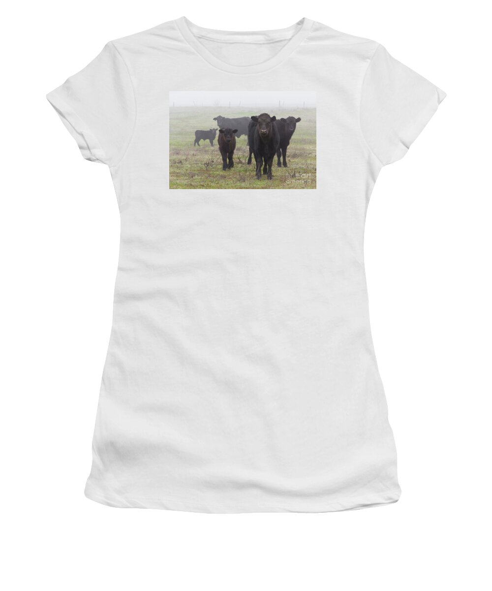 Cow Women's T-Shirt featuring the photograph Cows by Anthony Michael Bonafede