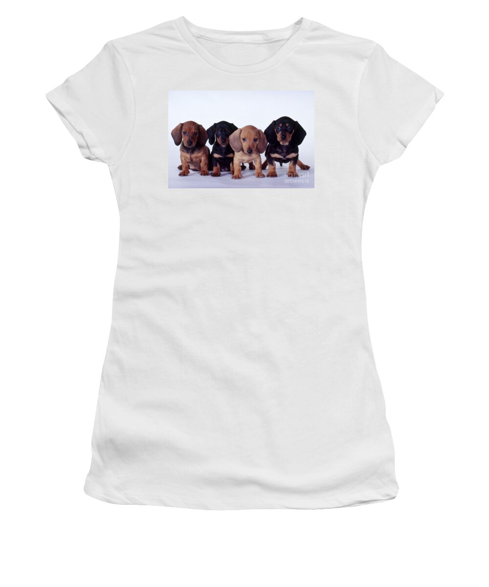 Dachshund Women's T-Shirt featuring the photograph Dachshund Puppies by Carolyn McKeone and Photo Researchers