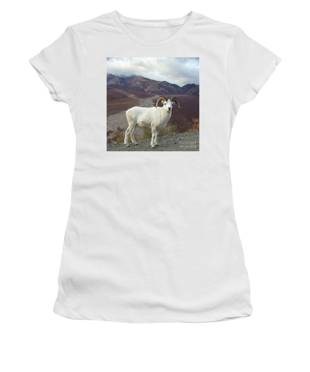 00440953 Women's T-Shirt featuring the photograph Dalls Sheep in Denali by Yva Momatiuk John Eastcott