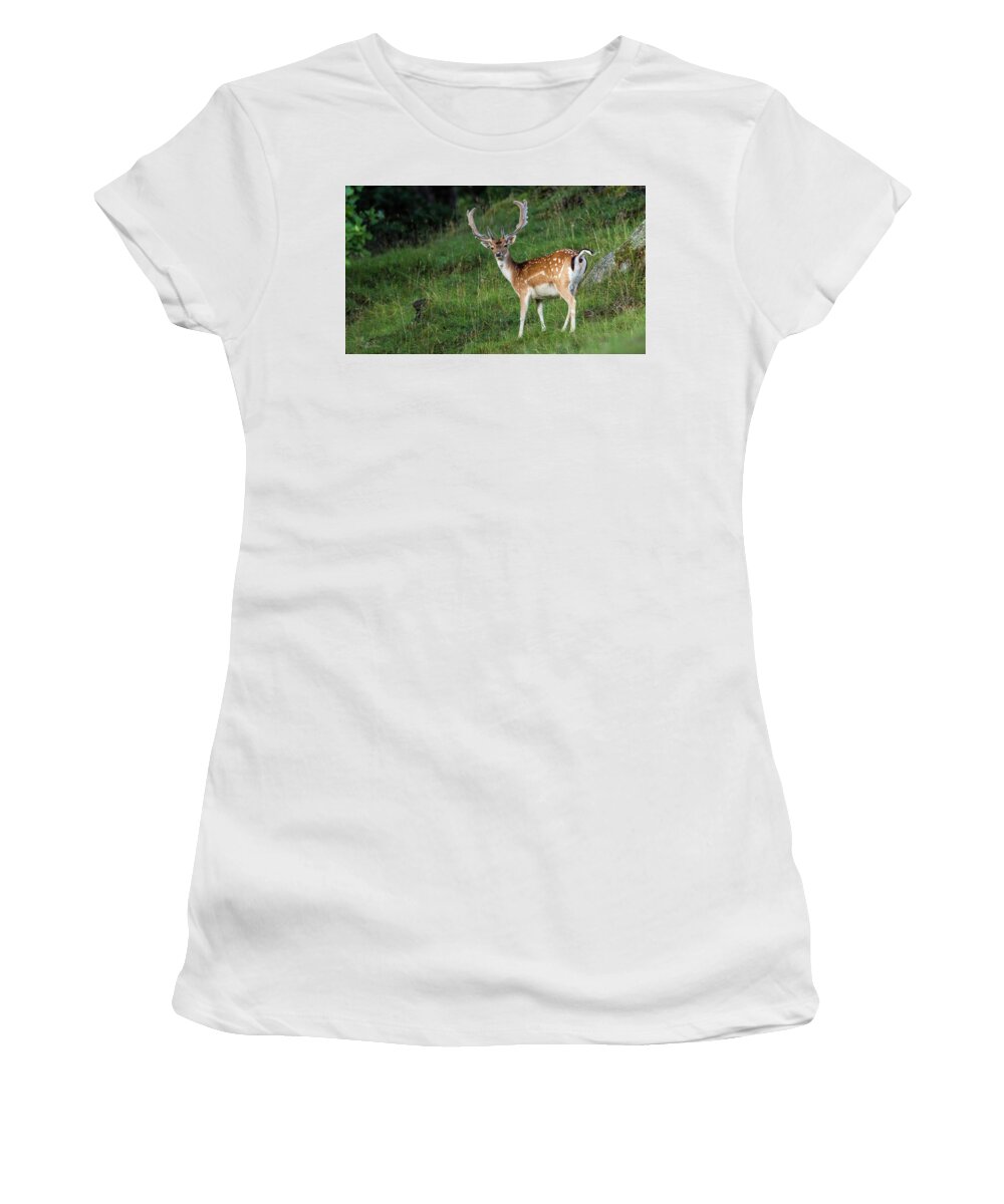 Fallow Deer Buck Women's T-Shirt featuring the photograph Fallow Deer Buck by Torbjorn Swenelius