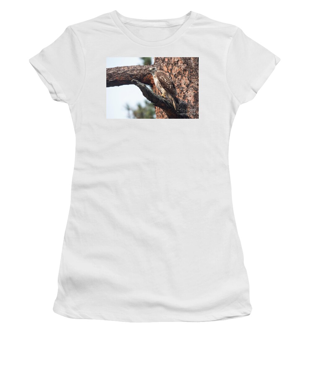 Hawk Women's T-Shirt featuring the photograph Ferruginous Hawk by Steve Triplett