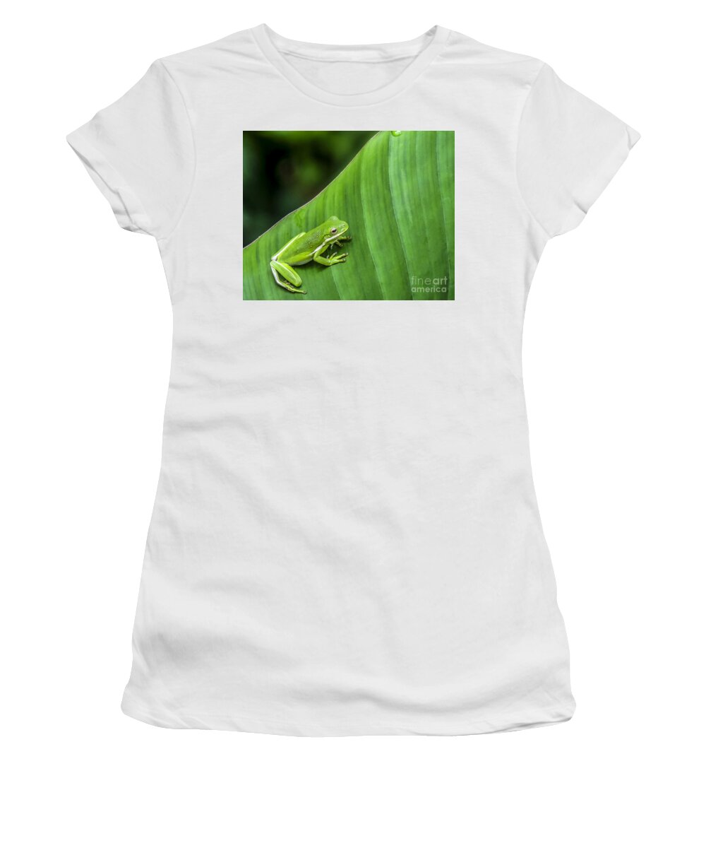 Frog Women's T-Shirt featuring the photograph Green Tree Frog by Ken Frischkorn