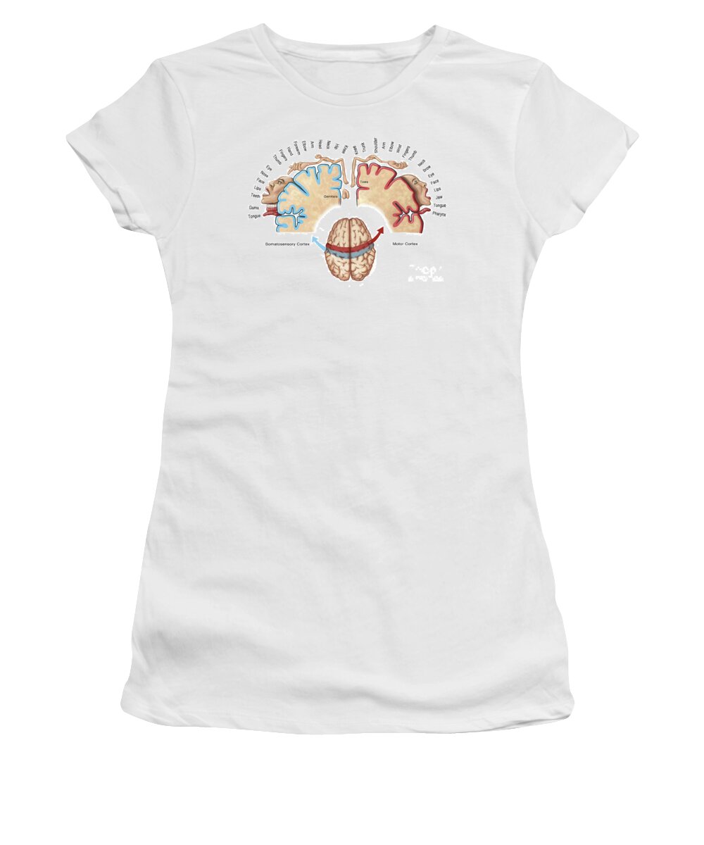 Anatomy Women's T-Shirt featuring the photograph Homunculus Map by Spencer Sutton