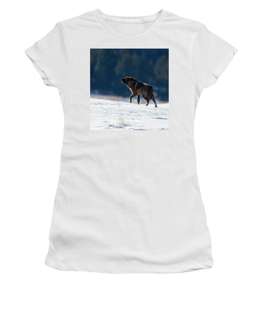 Mark Miller Photos Women's T-Shirt featuring the photograph Howling Black Yearling Wolf by Mark Miller
