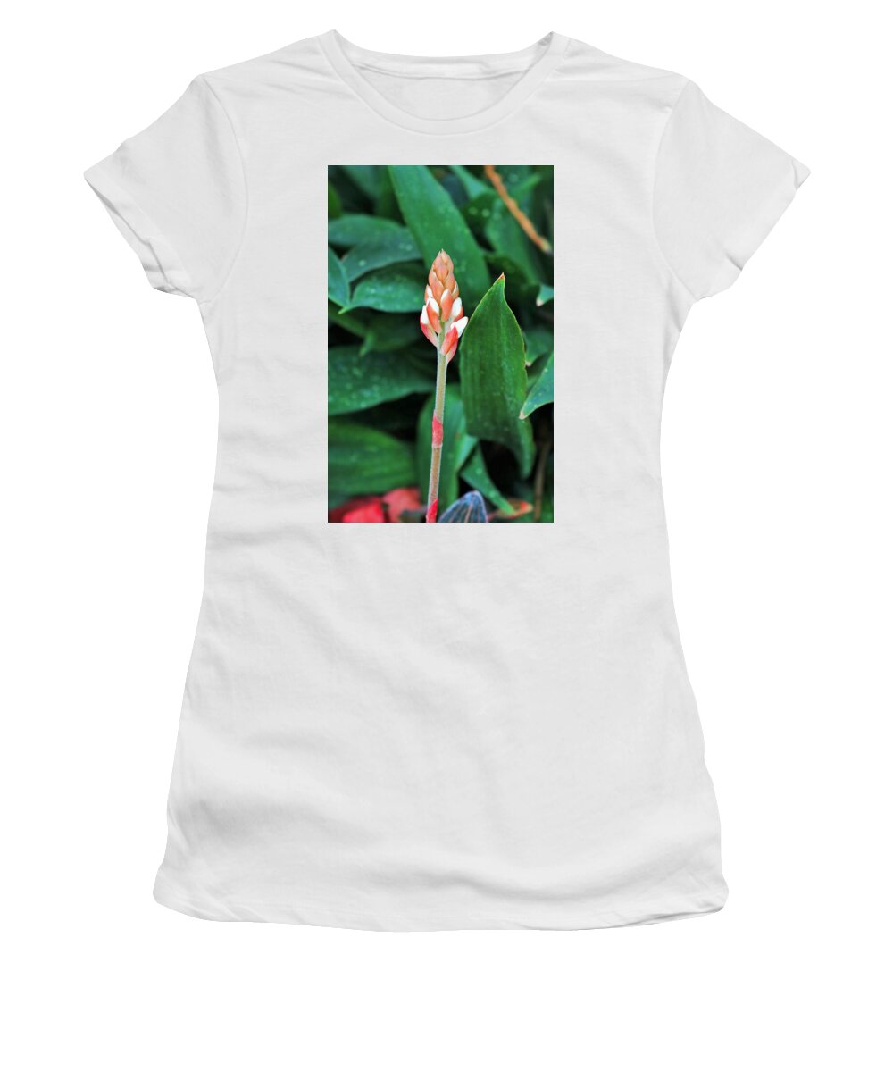 Ludisia Discolor Women's T-Shirt featuring the photograph Ludisia Discolor by Michiale Schneider