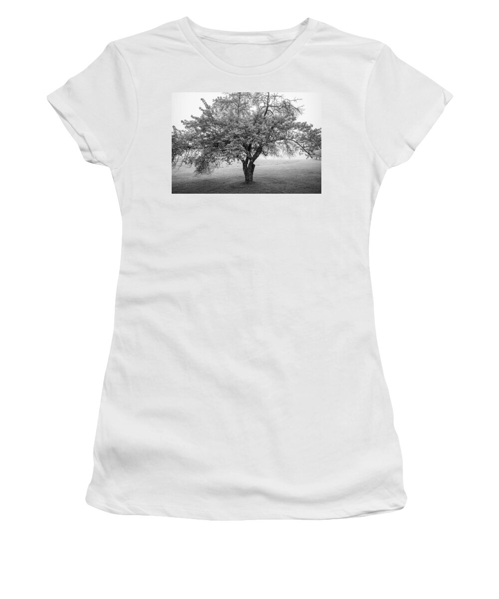 Maine Women's T-Shirt featuring the photograph Maine Apple Tree in Fog by Ranjay Mitra
