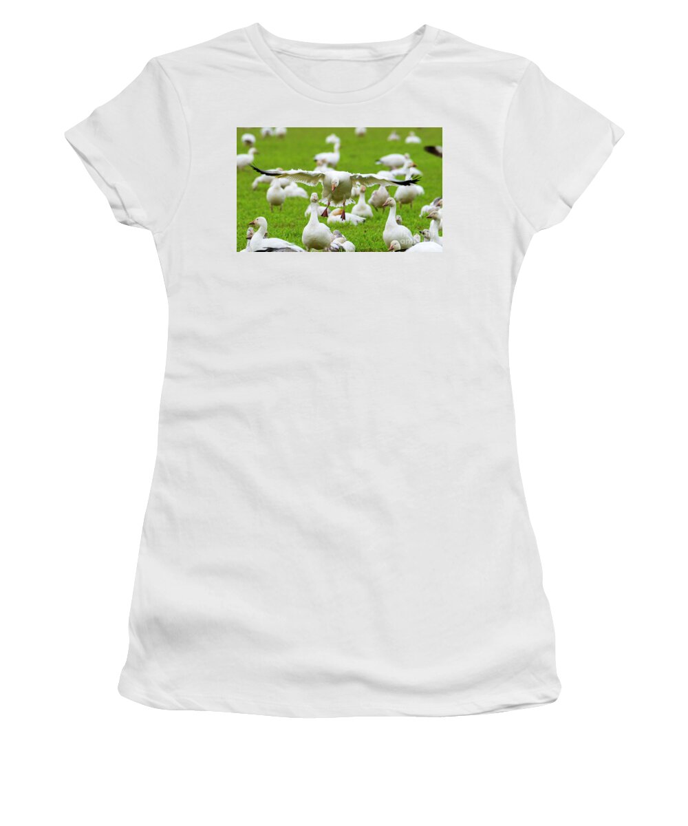 Goose Women's T-Shirt featuring the photograph Make Room by Michael Dawson