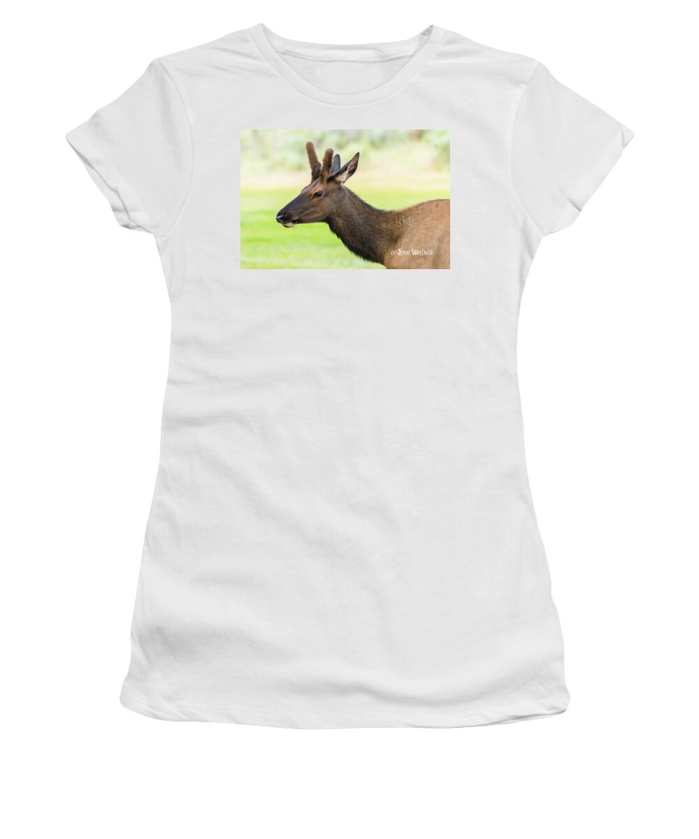 Elk Women's T-Shirt featuring the photograph Male Elk by Joan Wallner