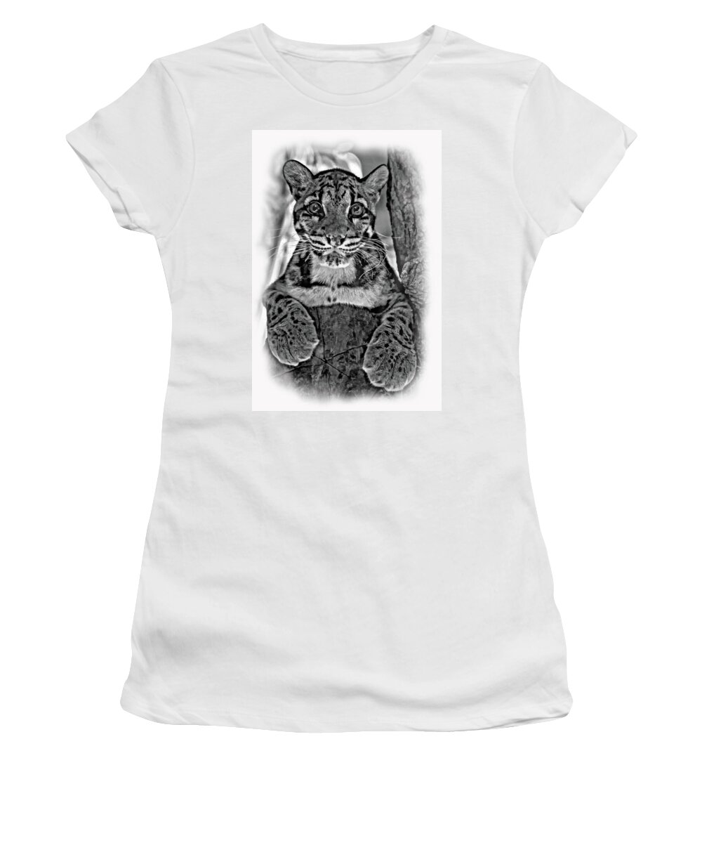 Clouded Leopard Women's T-Shirt featuring the photograph Ms Paws - Vignette by Steve Harrington